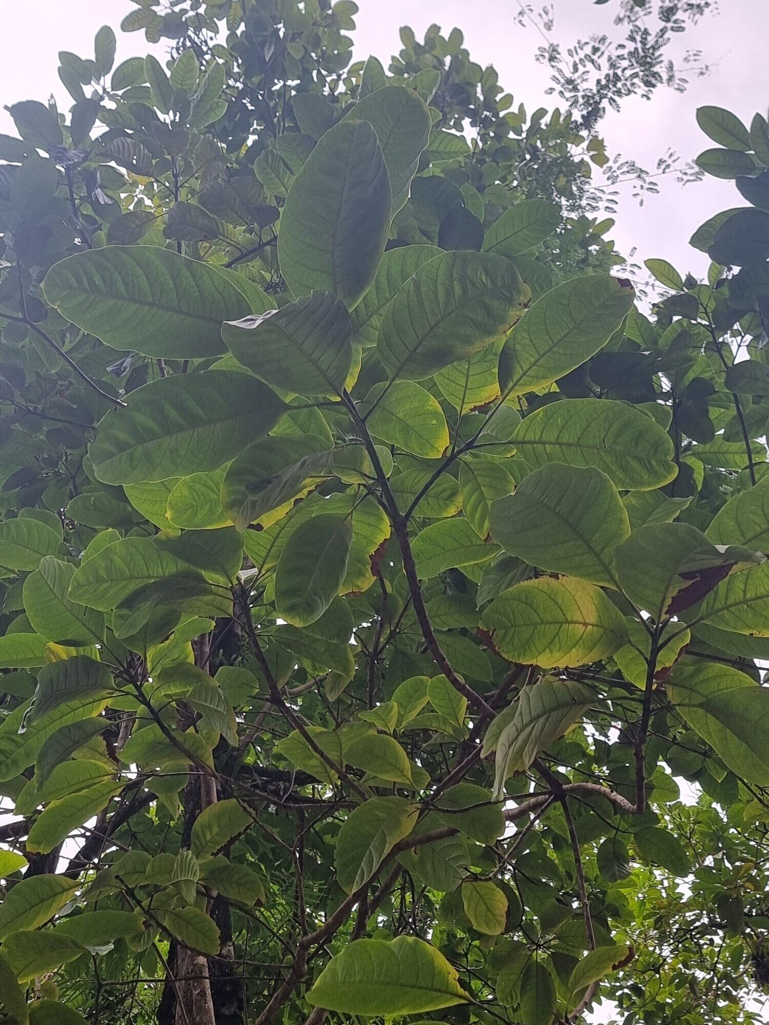 Leaves of Alseis costaricensis showing opposite arrangement and prominent venation