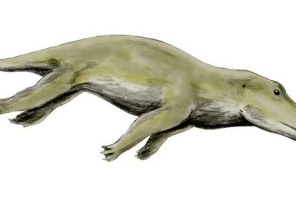 Reconstruction of Ambulocetus, an early whale