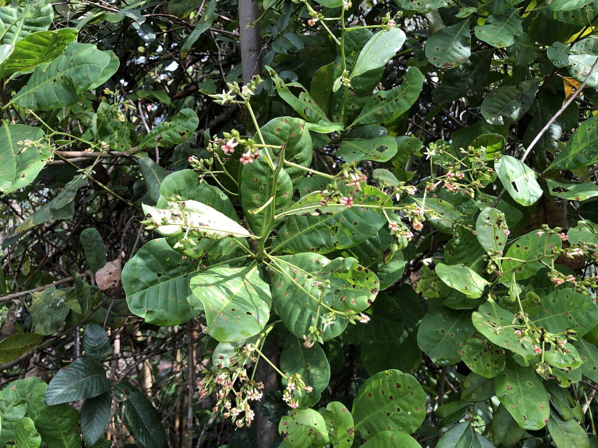 Cashew foliage