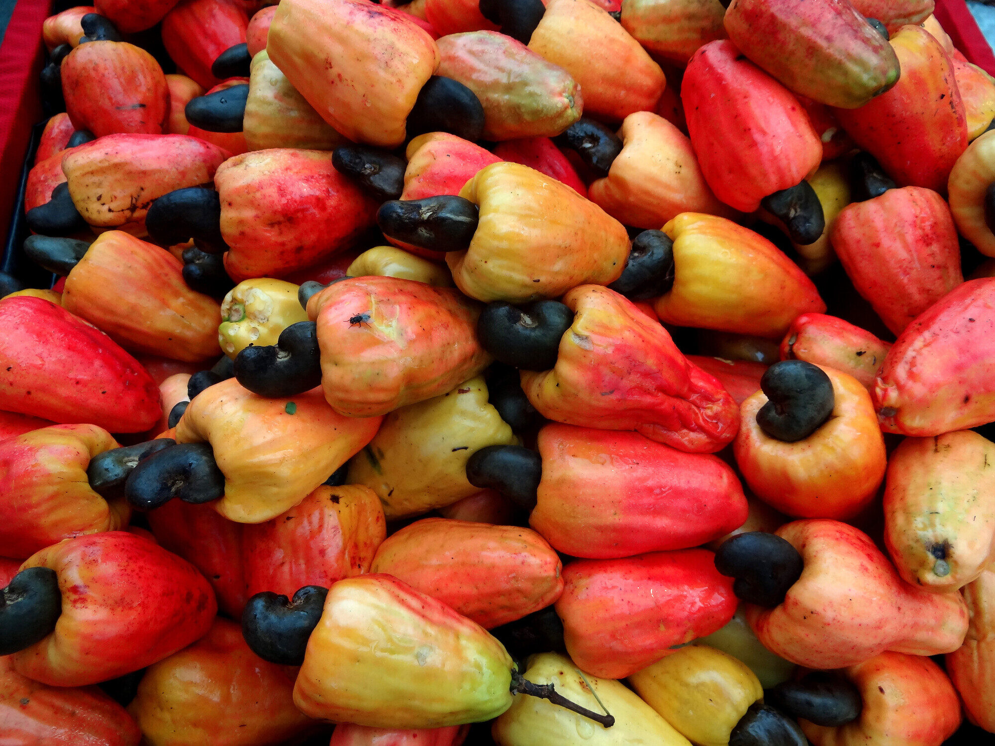 Cashew fruits