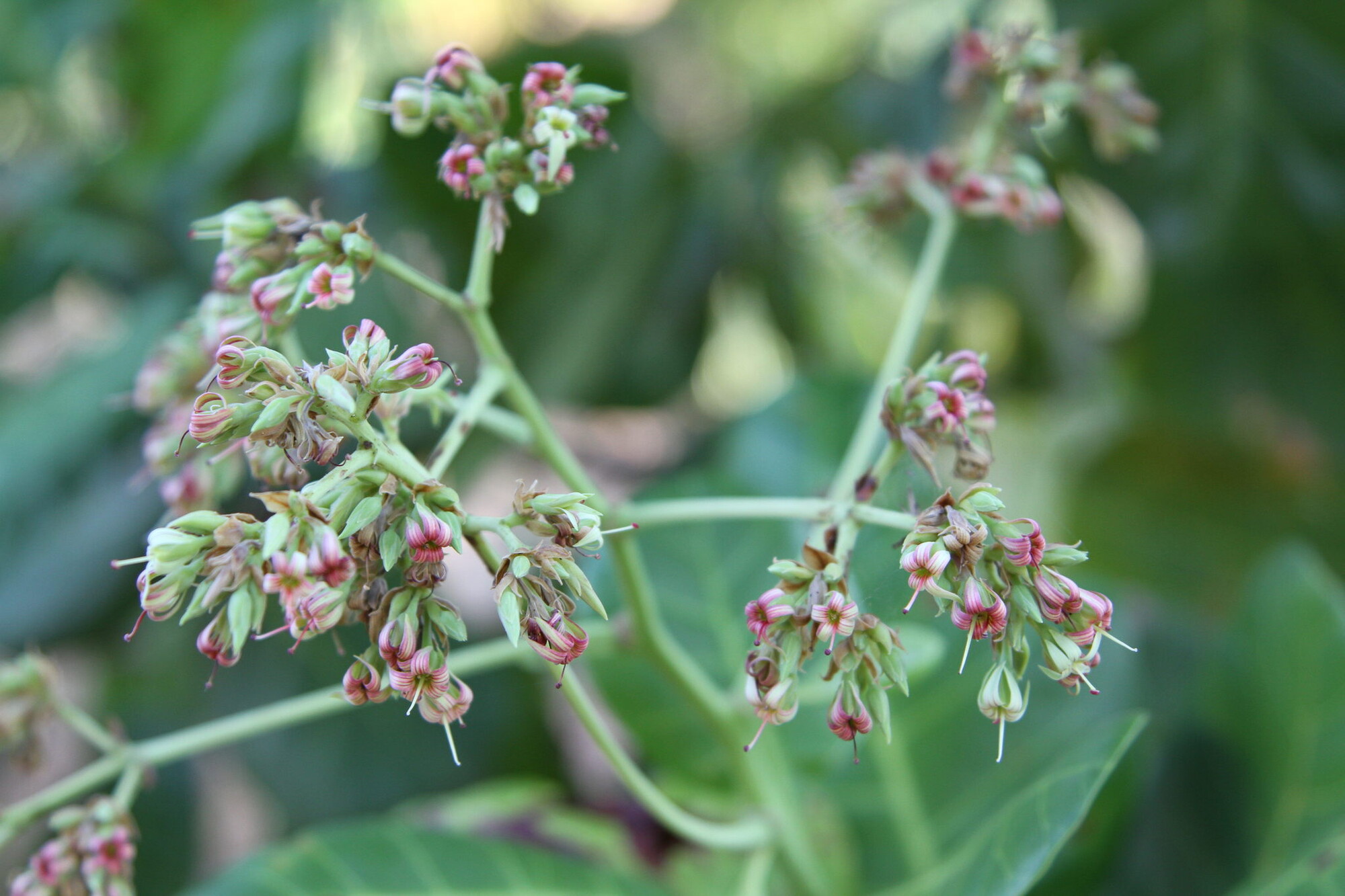 Cashew flowers