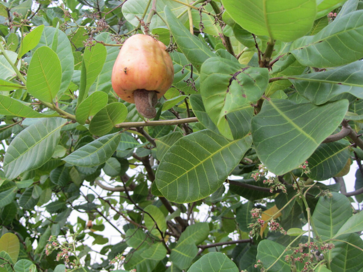 Cashew fruit on tree