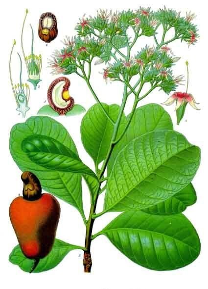 Cashew botanical illustration