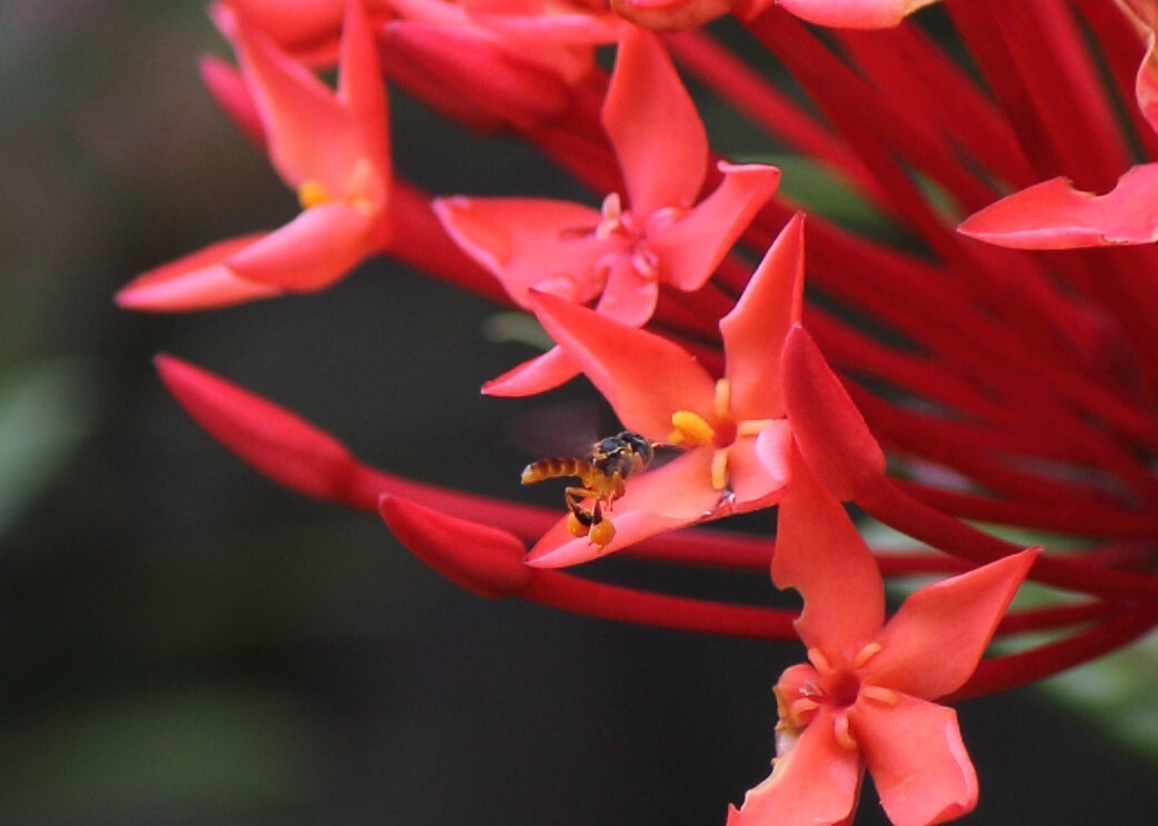 Tetragonisca angustula stingless bee