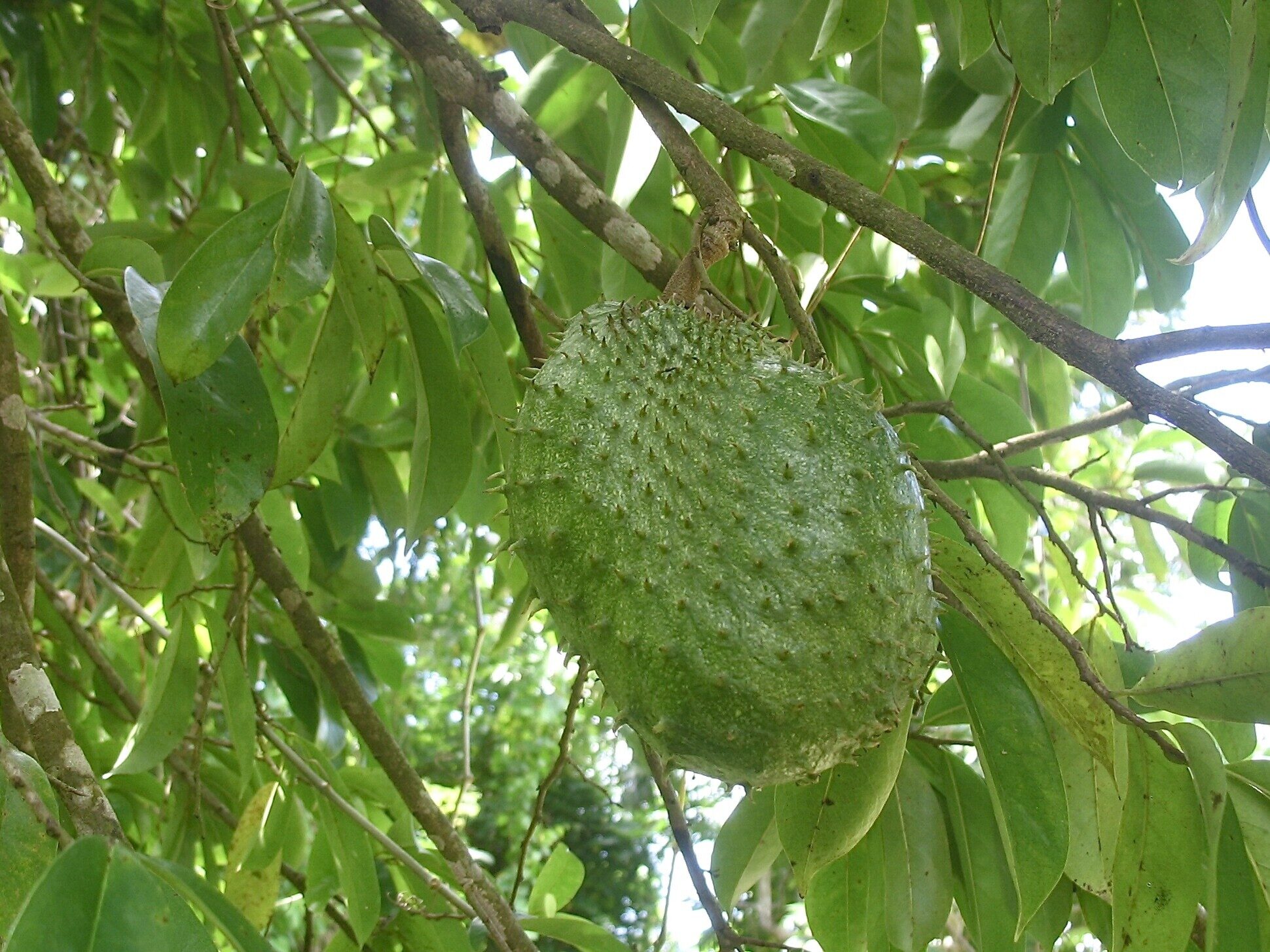 Immature guanabana fruit