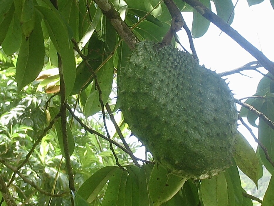 Soursop branch with foliage and fruit
