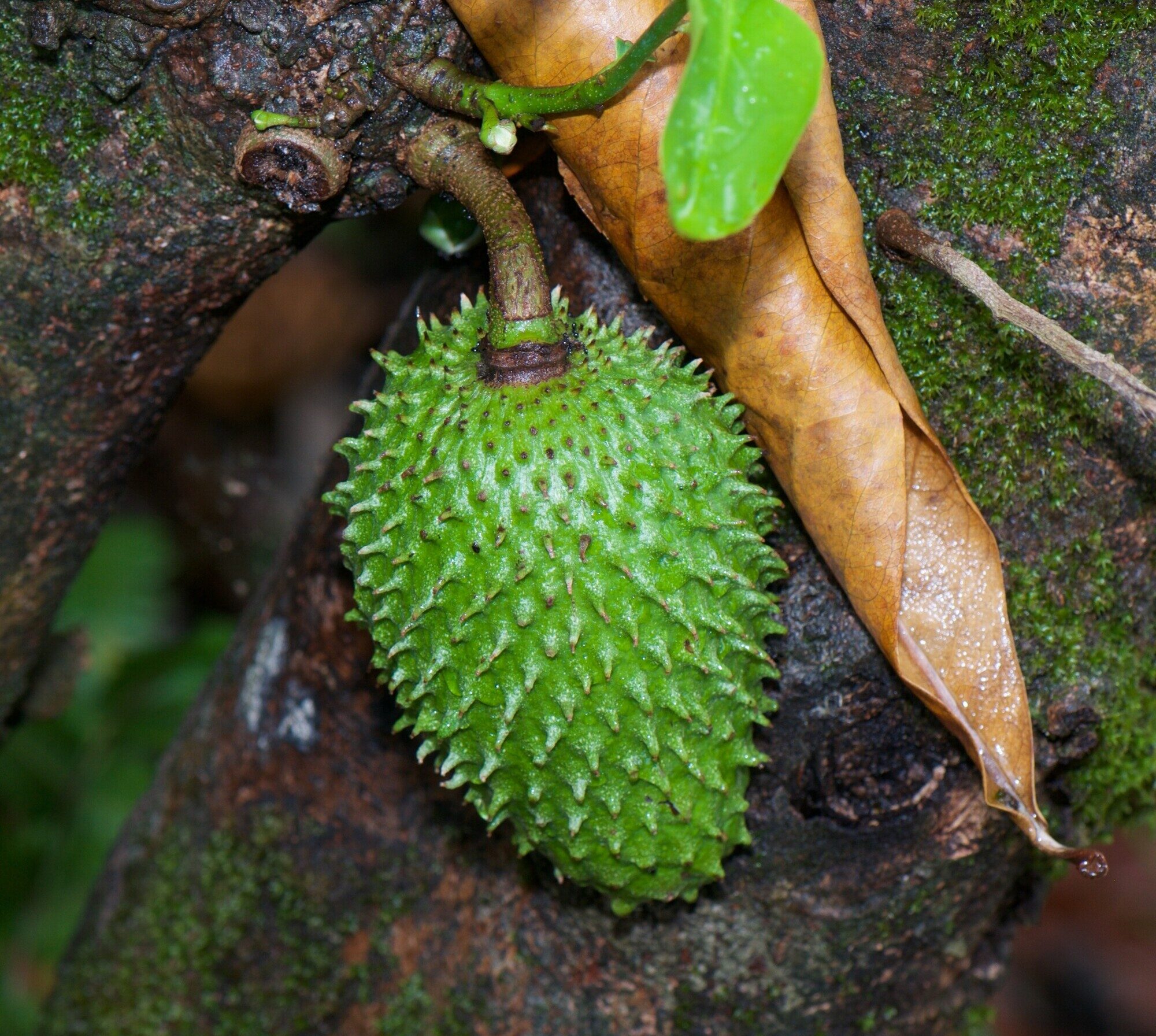Young soursop fruit on trunk showing cauliflory
