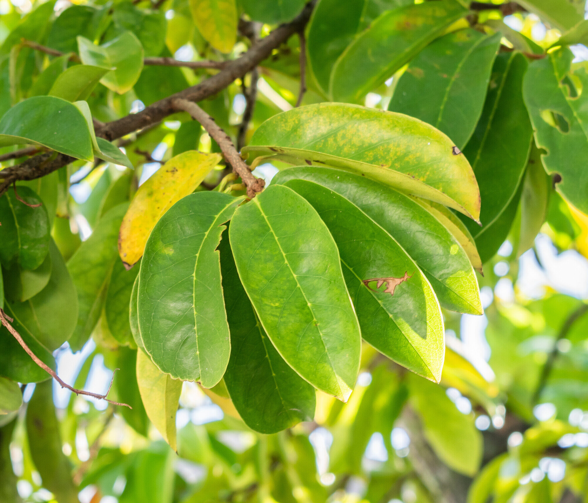 Guanabana foliage showing leaf arrangement