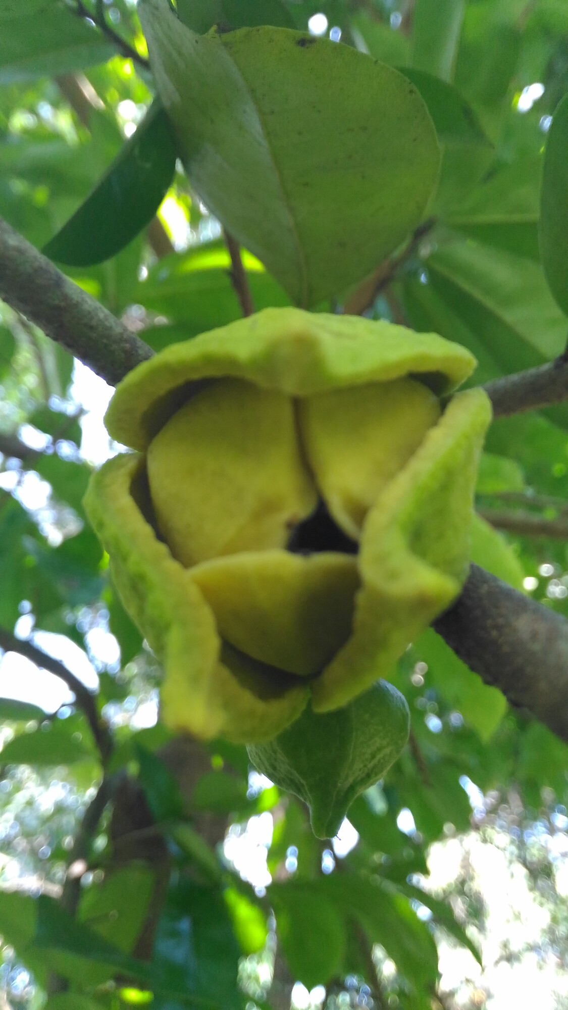 Guanabana flower showing petal structure