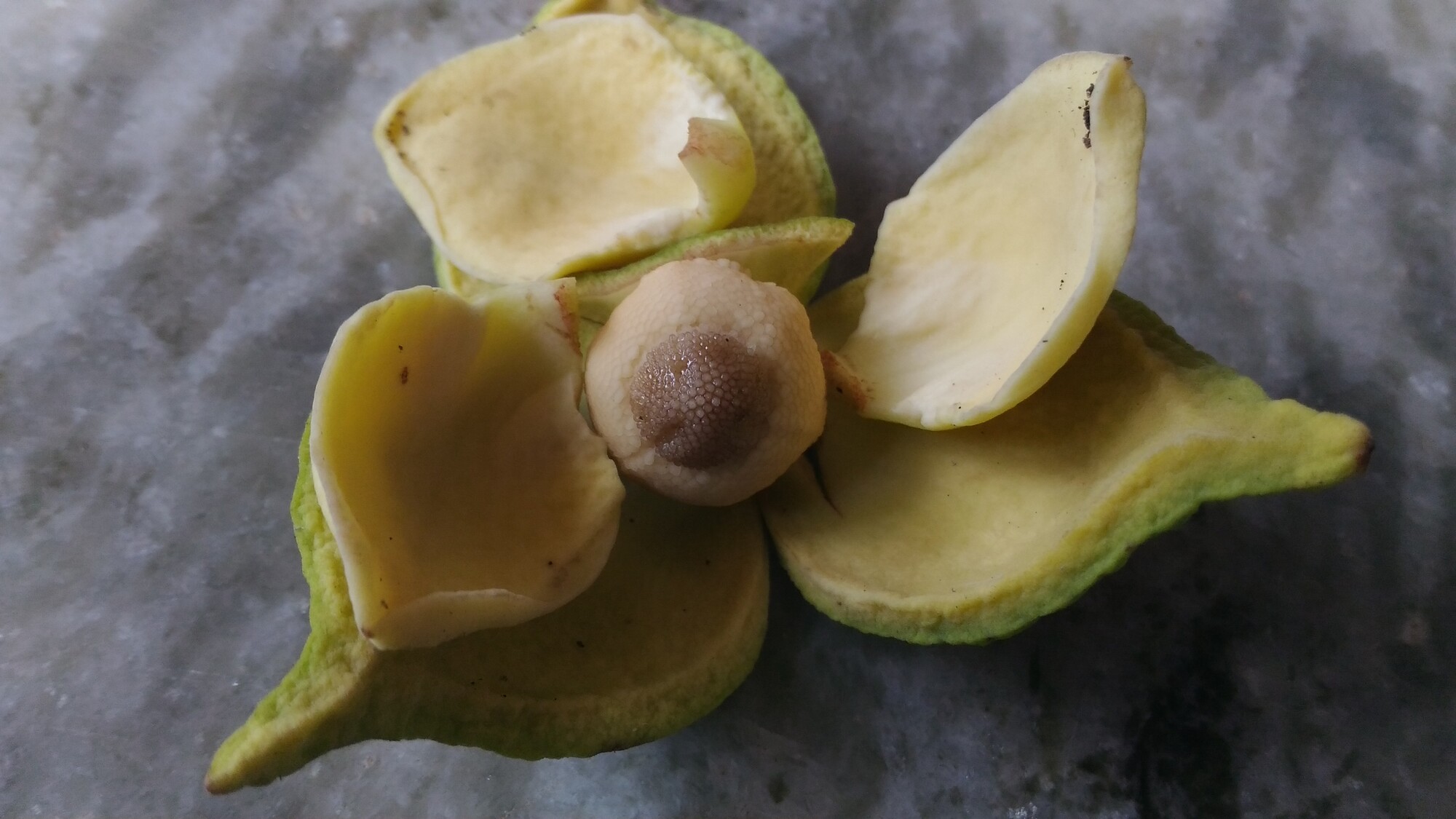 Open soursop flower showing stamens