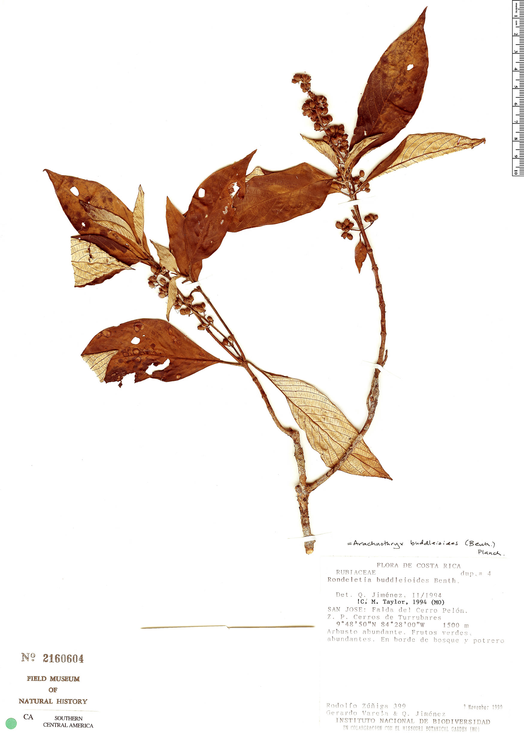 Pressed specimen of Arachnothryx buddleioides showing white-backed leaves