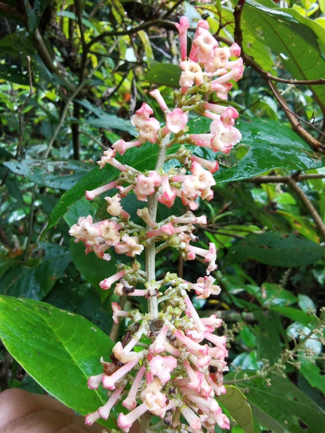 Pink tubular flowers of Arachnothryx buddleioides in a narrow thyrse