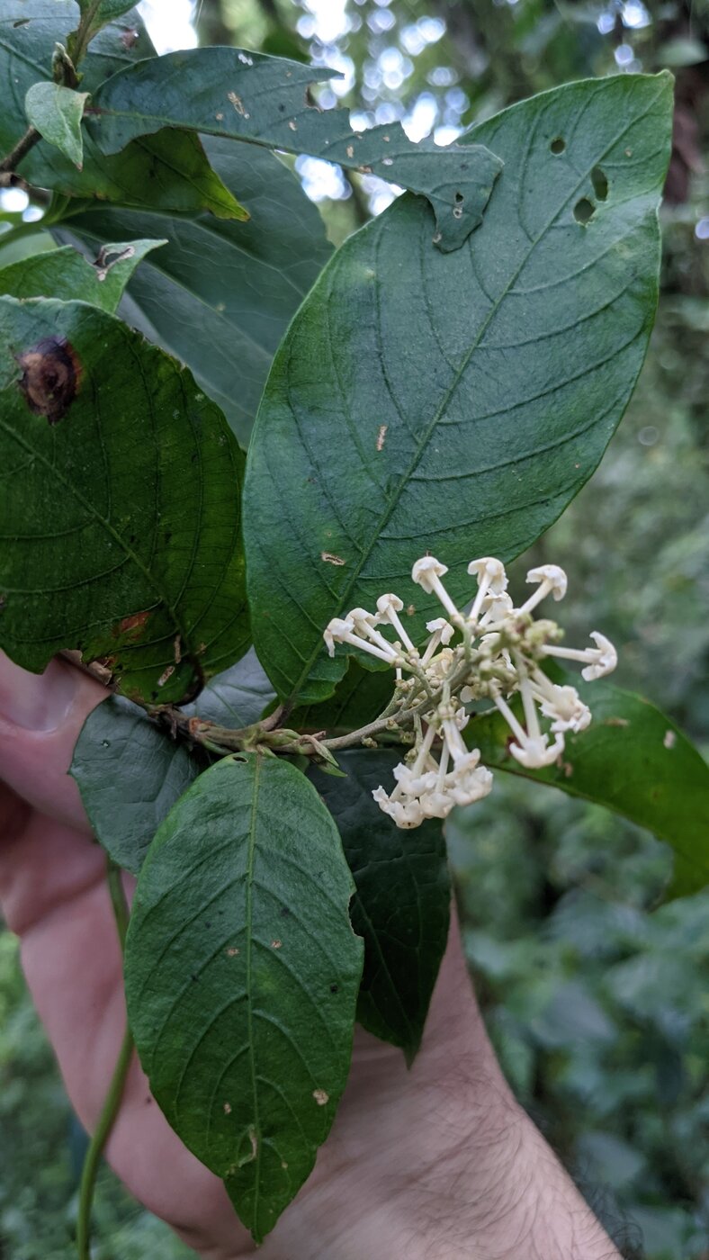 White tubular flowers of Arachnothryx buddleioides showing color variation