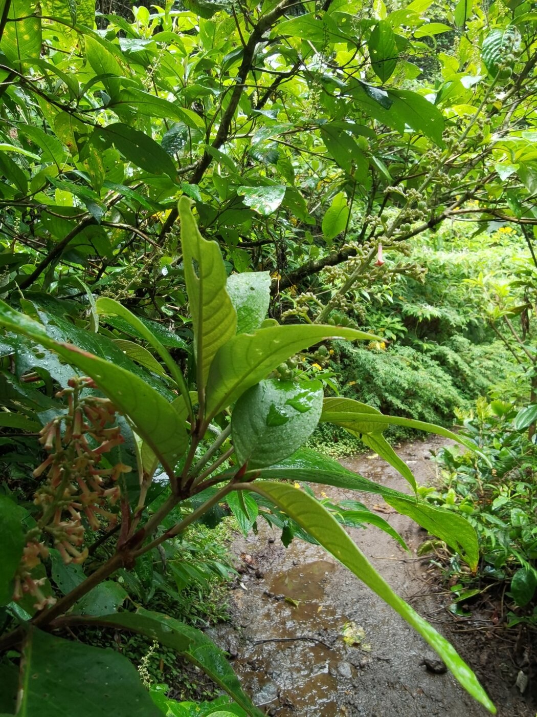 Arachnothryx buddleioides growing along a forest trail in Heredia