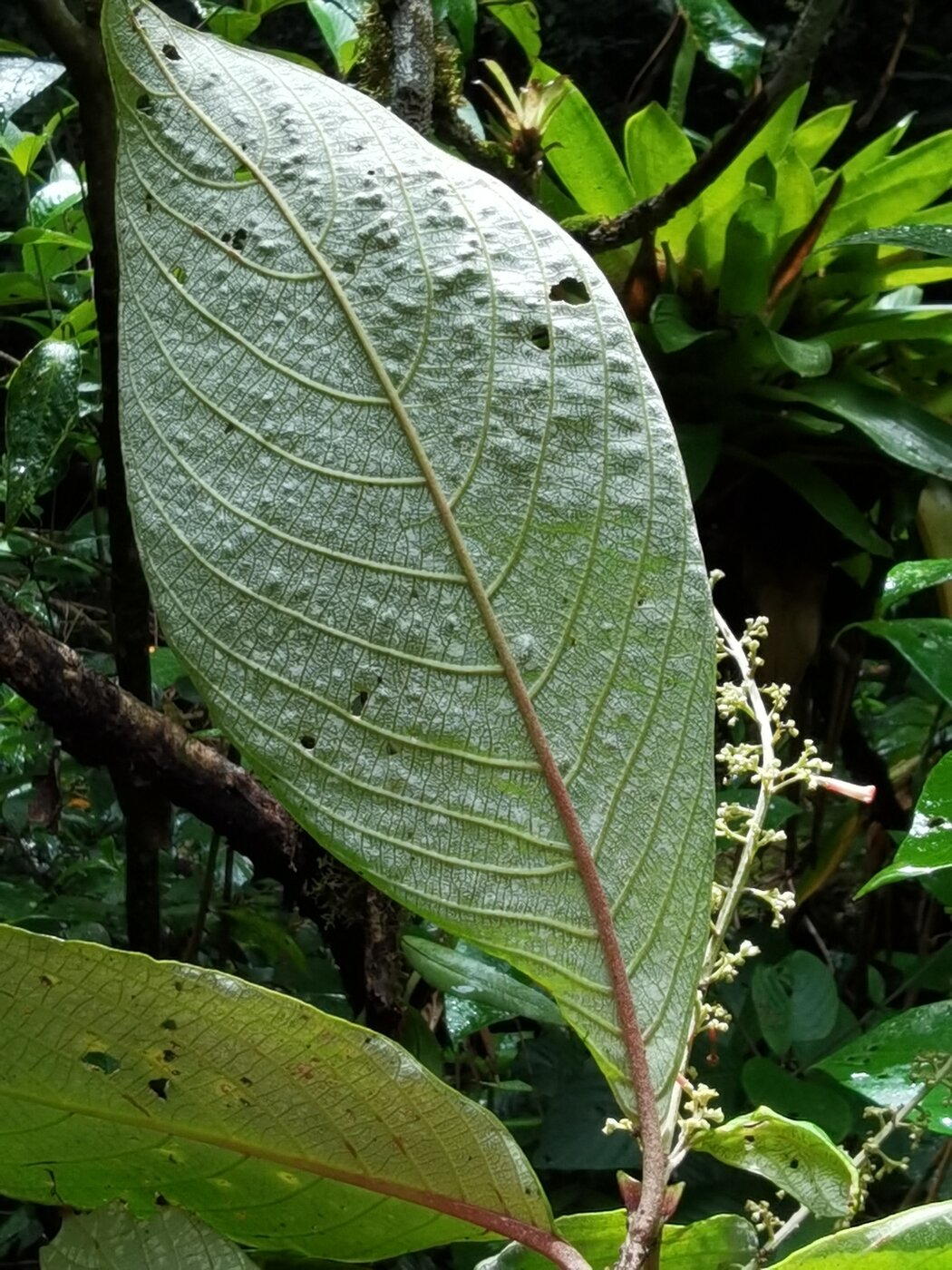 White-backed leaf underside of Arachnothryx buddleioides showing diagnostic tomentum
