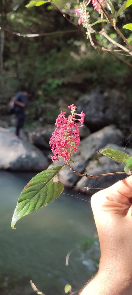 Deep pink tubular flowers of Arachnothryx buddleioides held over a stream in Jalisco, Mexico