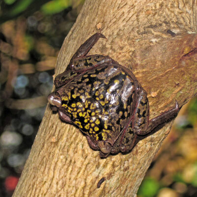 Aratus pisonii mangrove tree crab on a branch