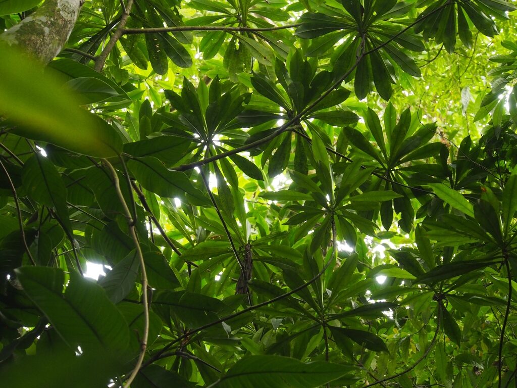 The crown of Arawakia weddelliana seen from below, the narrow leaves clustered in rosettes across the canopy