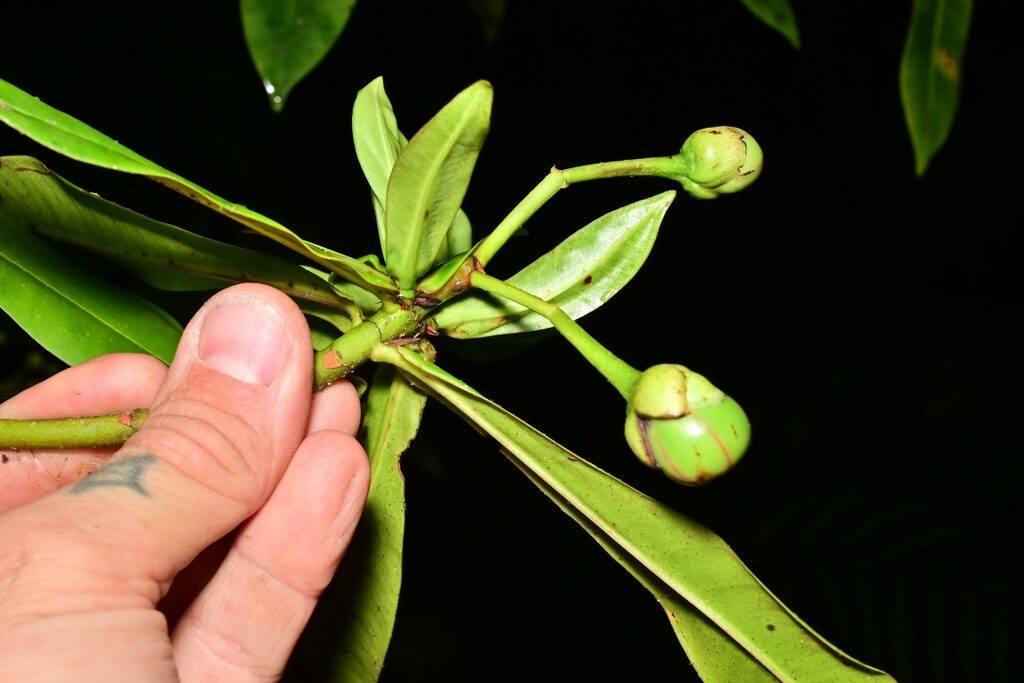 An inflorescence of round greenish flower buds of Arawakia weddelliana among the narrow leaves