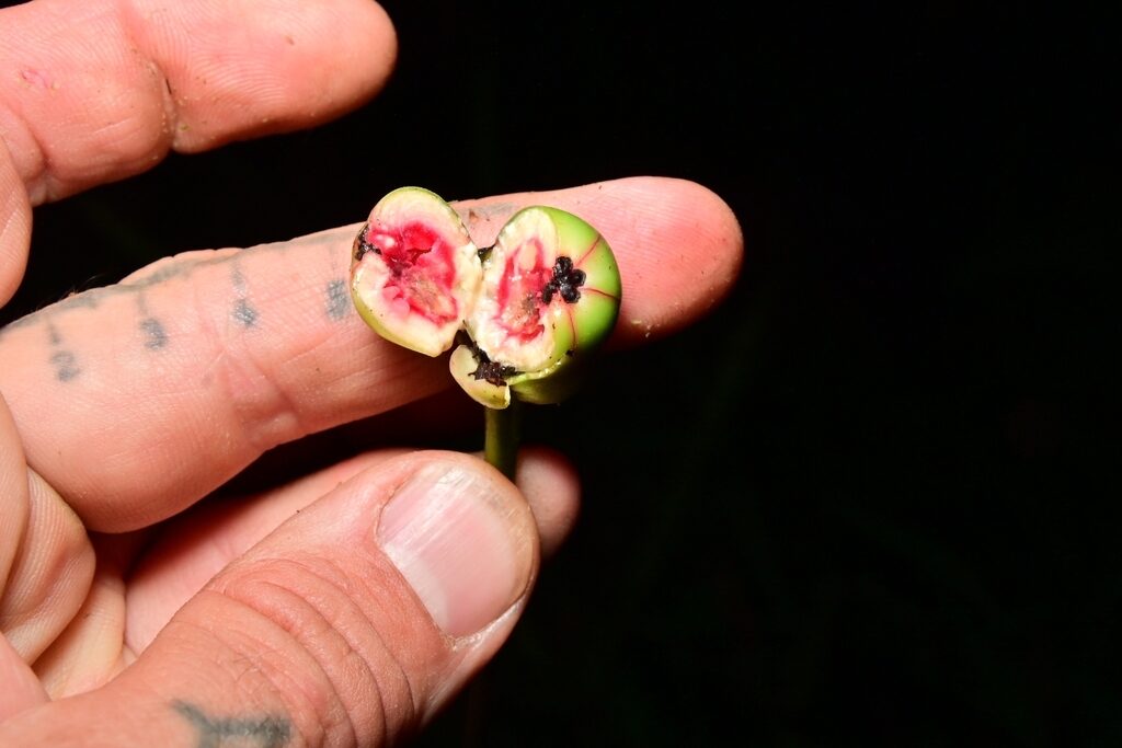A flower bud of Arawakia weddelliana cut open to show the wine-red interior