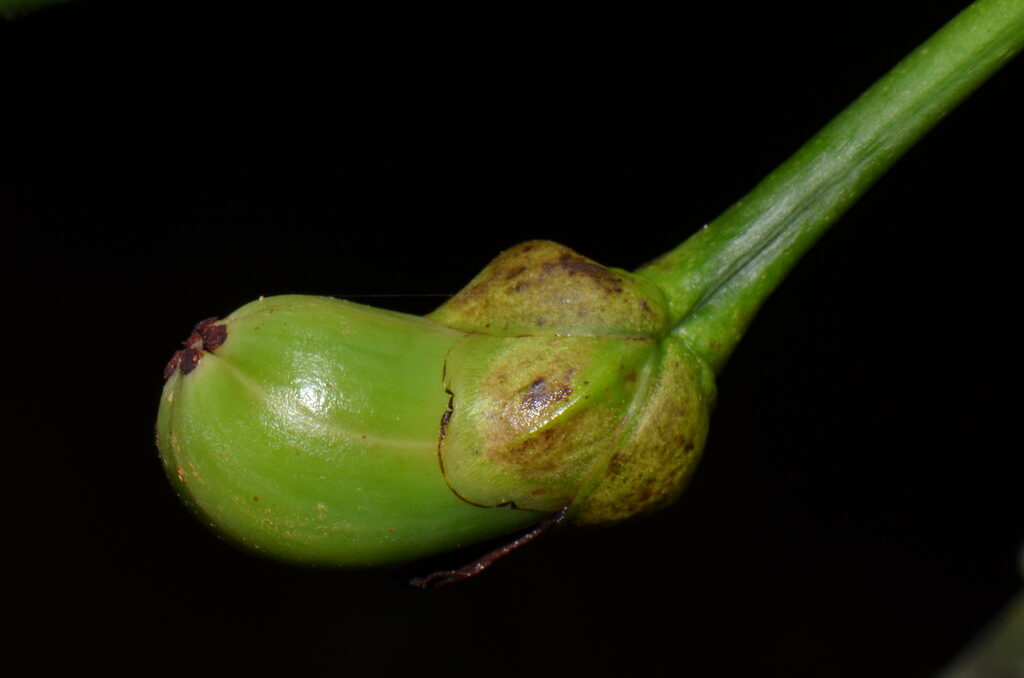 A close-up of the green pyriform fruit (capsule) of Arawakia weddelliana