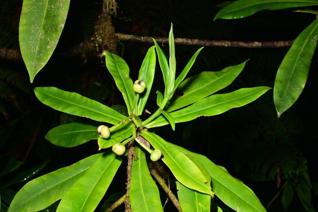 A rosette of narrow oblanceolate leaves of Arawakia weddelliana radiating from a branch tip, with central flower buds