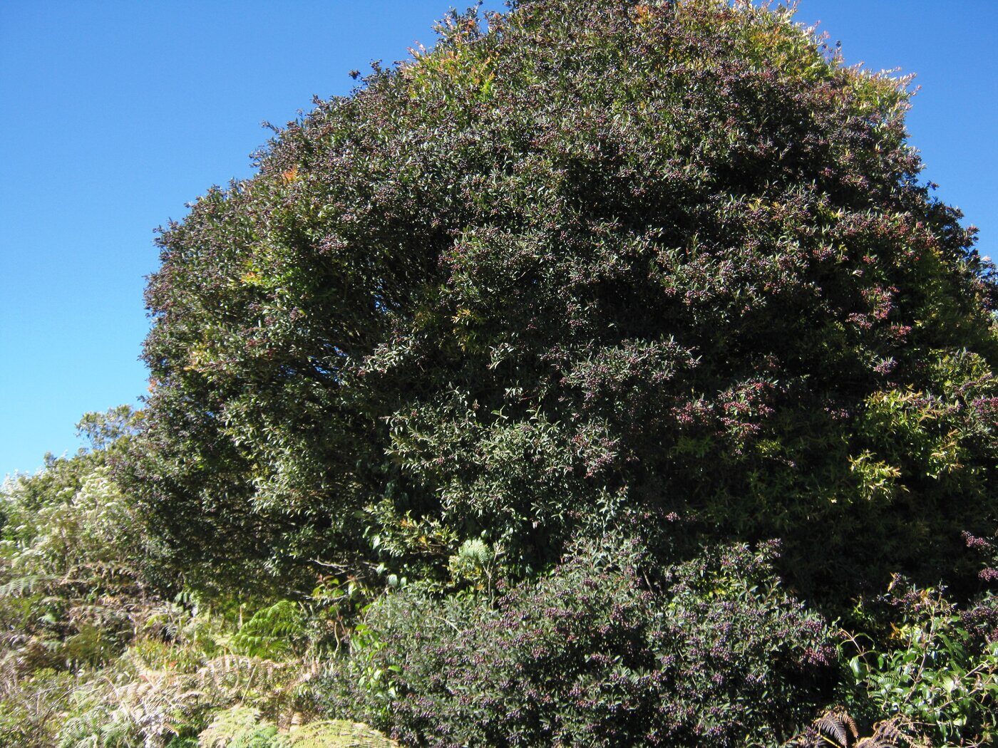 Vaccinium consanguineum shrub in páramo habitat