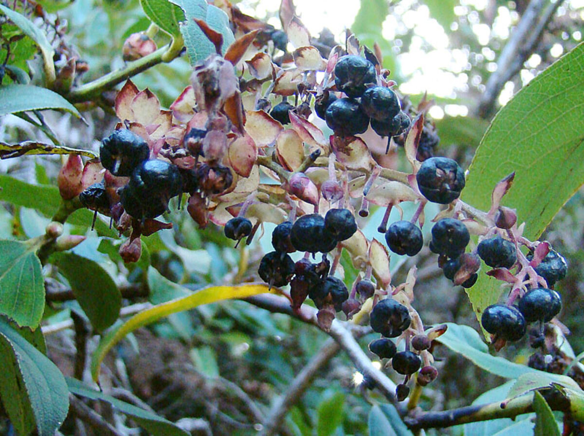 Dark blue berry-like fruits of Gaultheria erecta