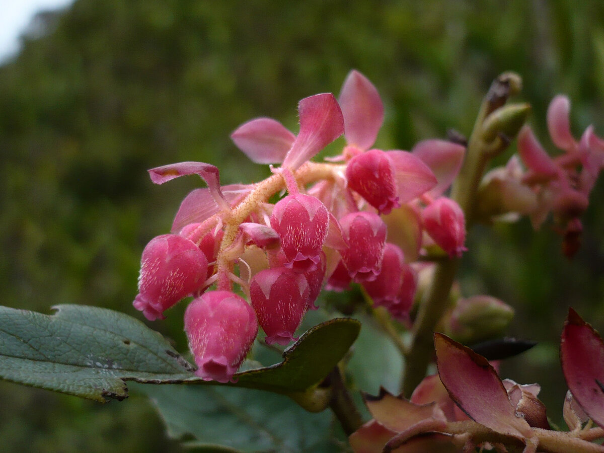 Gaultheria erecta showing characteristic pink urn-shaped flowers