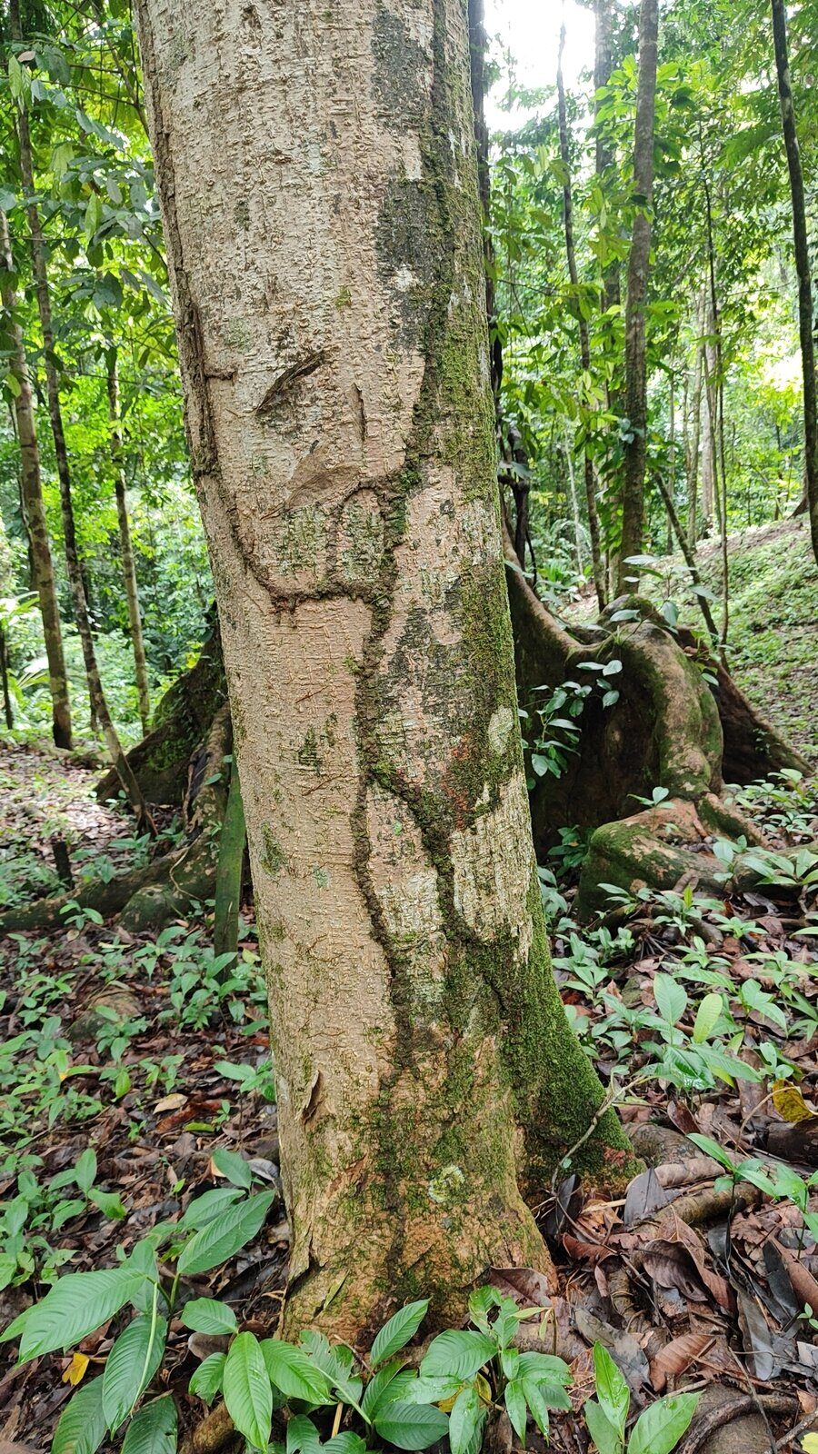 Trunk and buttresses of Aspidosperma cruentum in Costa Rica
