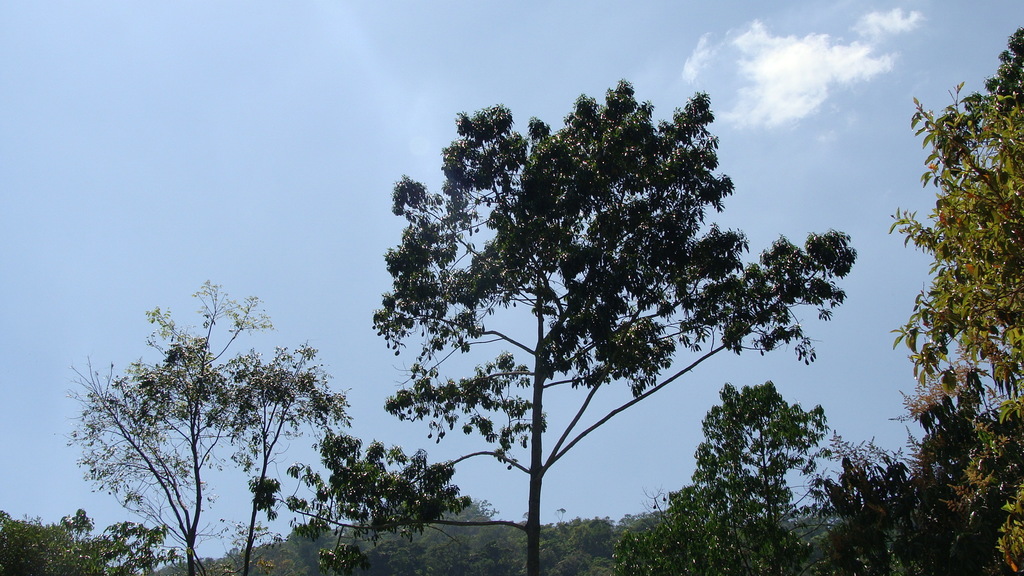 Crown of young Aspidosperma cruentum showing tiered branching