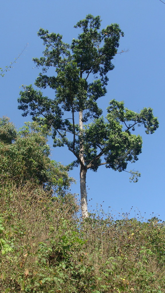 Young Aspidosperma cruentum rising above hillside vegetation in Chiapas