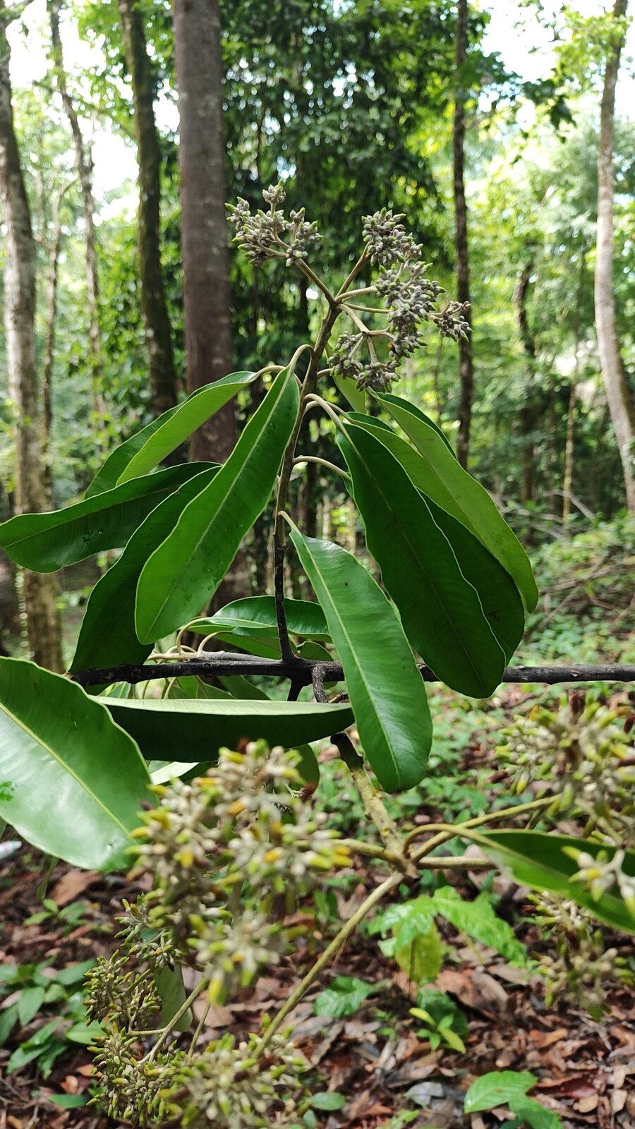 Inflorescence of Aspidosperma cruentum in Costa Rica