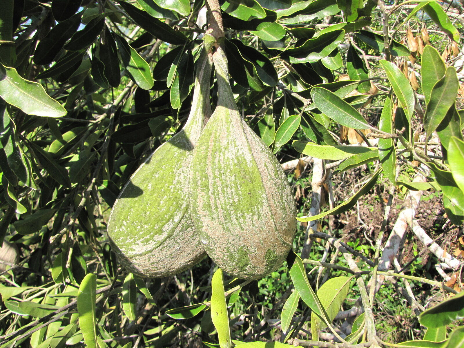 Paired follicles of Aspidosperma cruentum in Belize