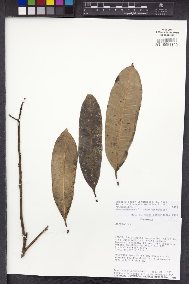 Herbarium sheet of Aspidosperma cruentum