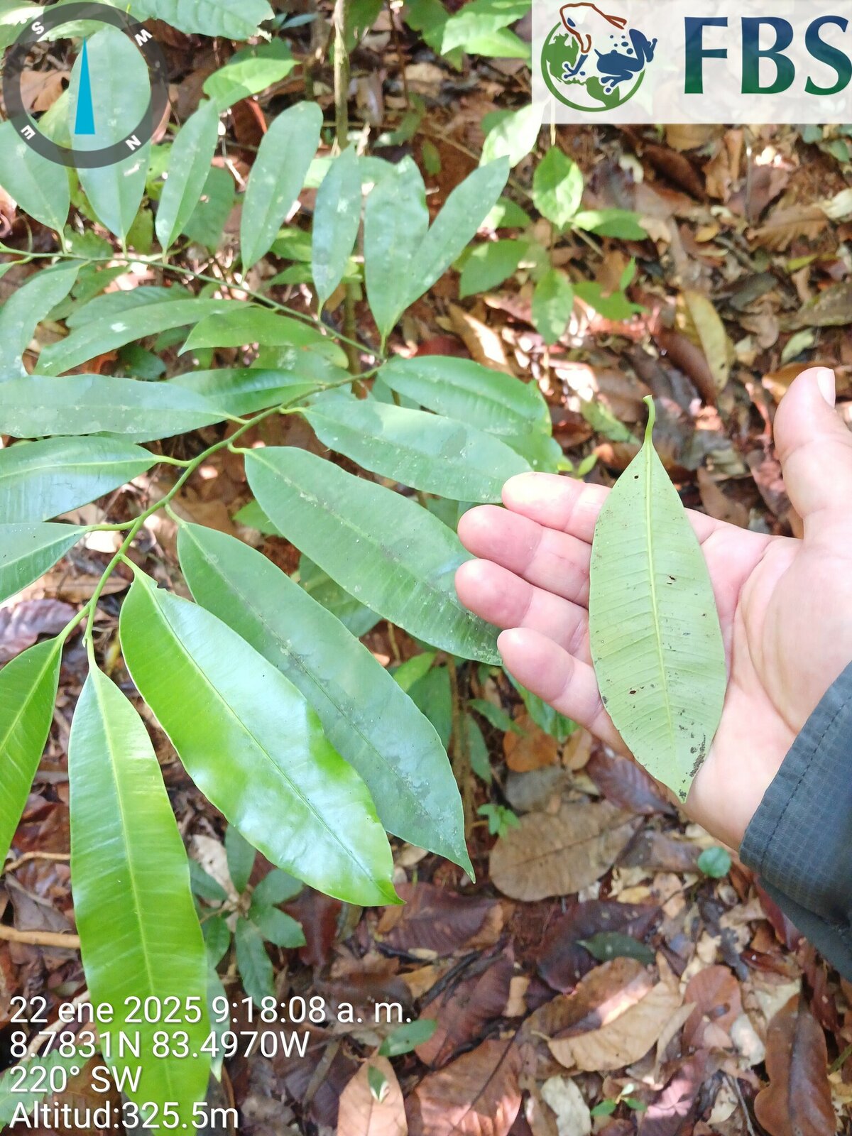 Leaves of Aspidosperma cruentum sapling in Osa, Costa Rica