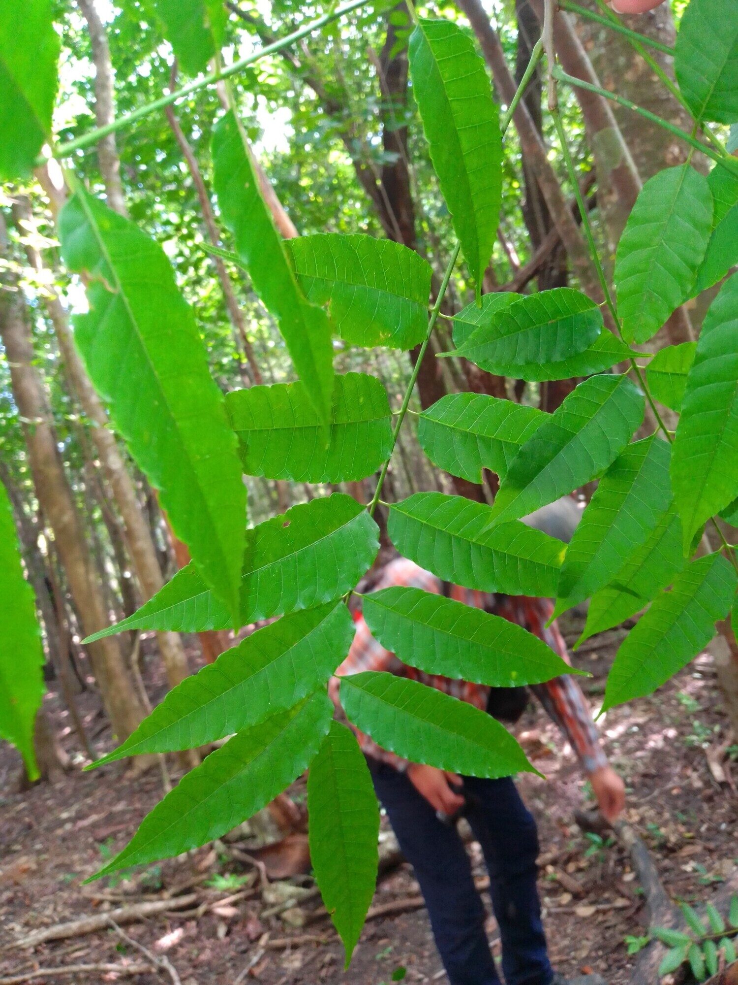 Astronium graveolens compound leaves showing lance-shaped leaflets