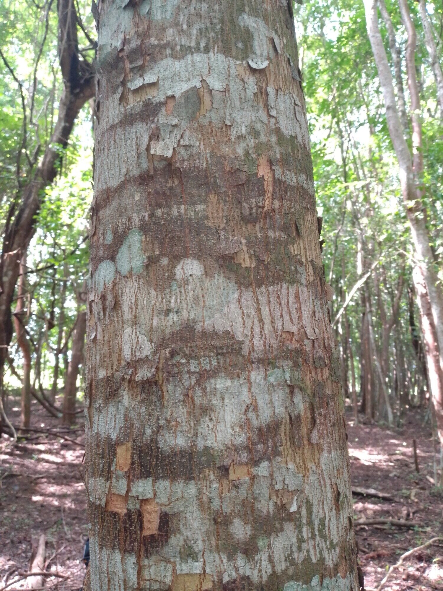 Astronium graveolens bark showing pockmarked exfoliation pattern
