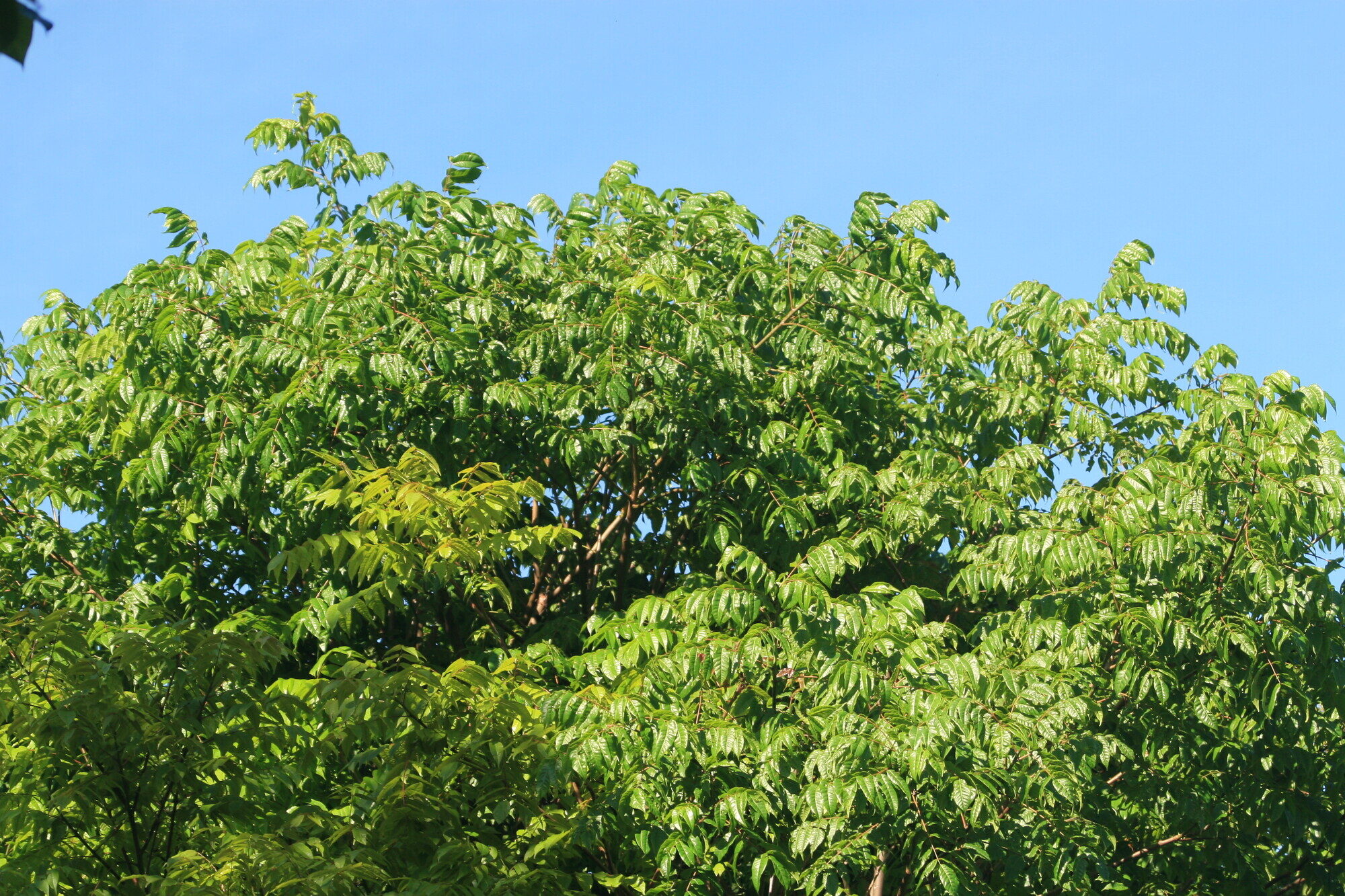 Crown of Astronium graveolens showing characteristic compound foliage