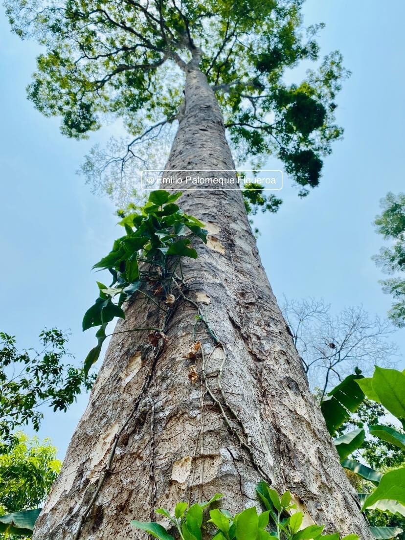 Astronium graveolens trunk showing impressive height and pockmarked bark
