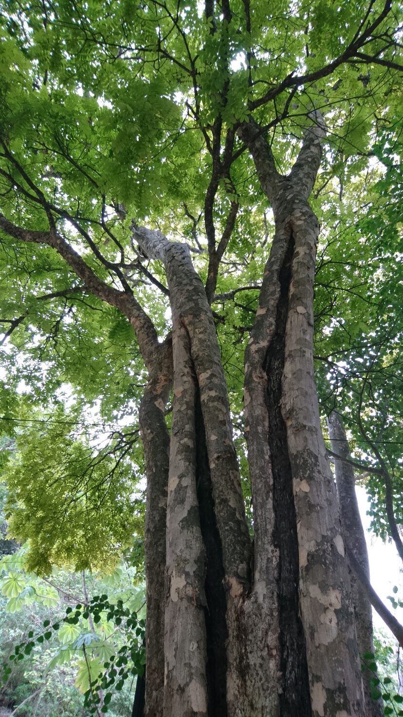 Astronium graveolens trees rising into the canopy, showing the species' tall stature and characteristic pockmarked bark