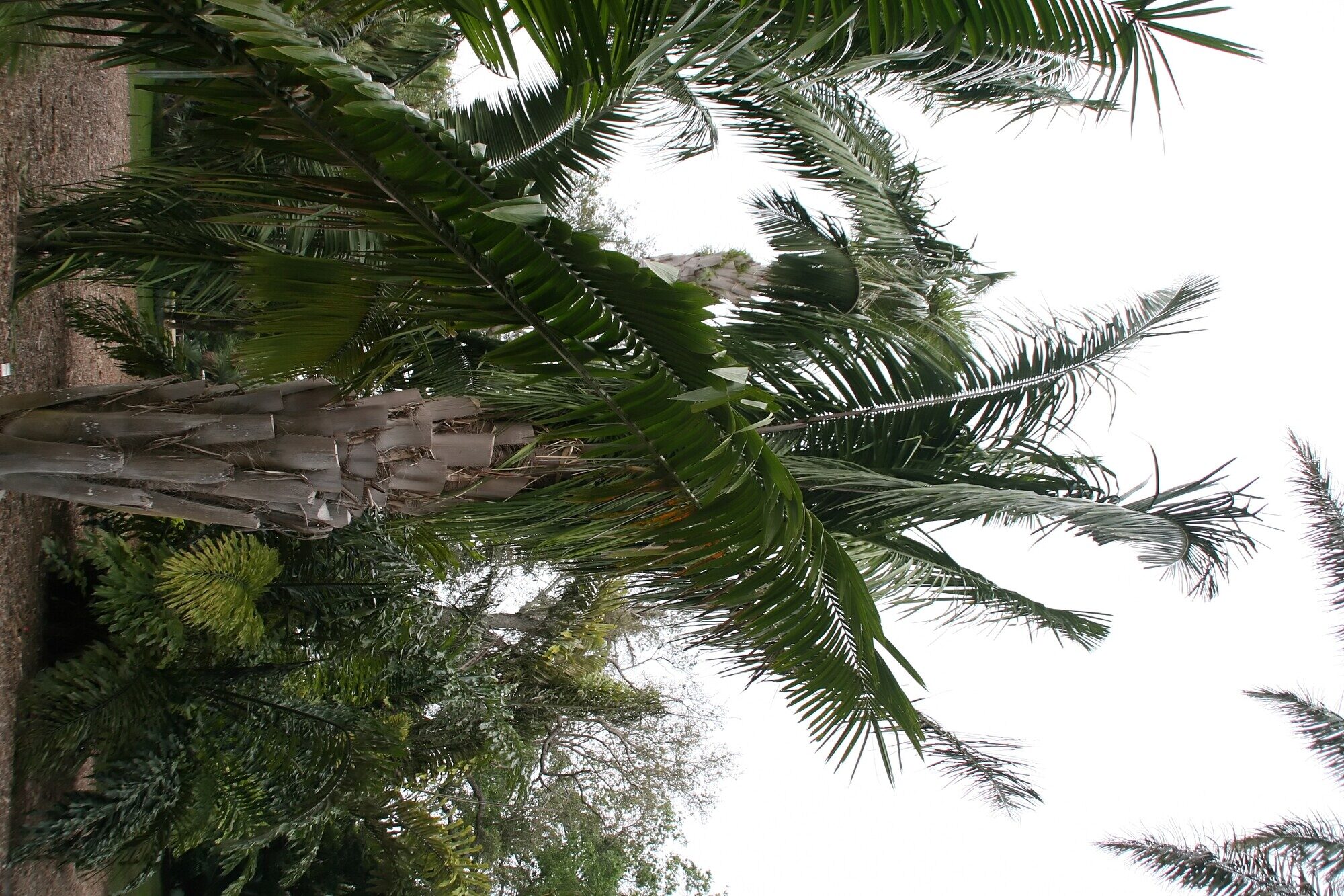 Attalea butyracea crown from below