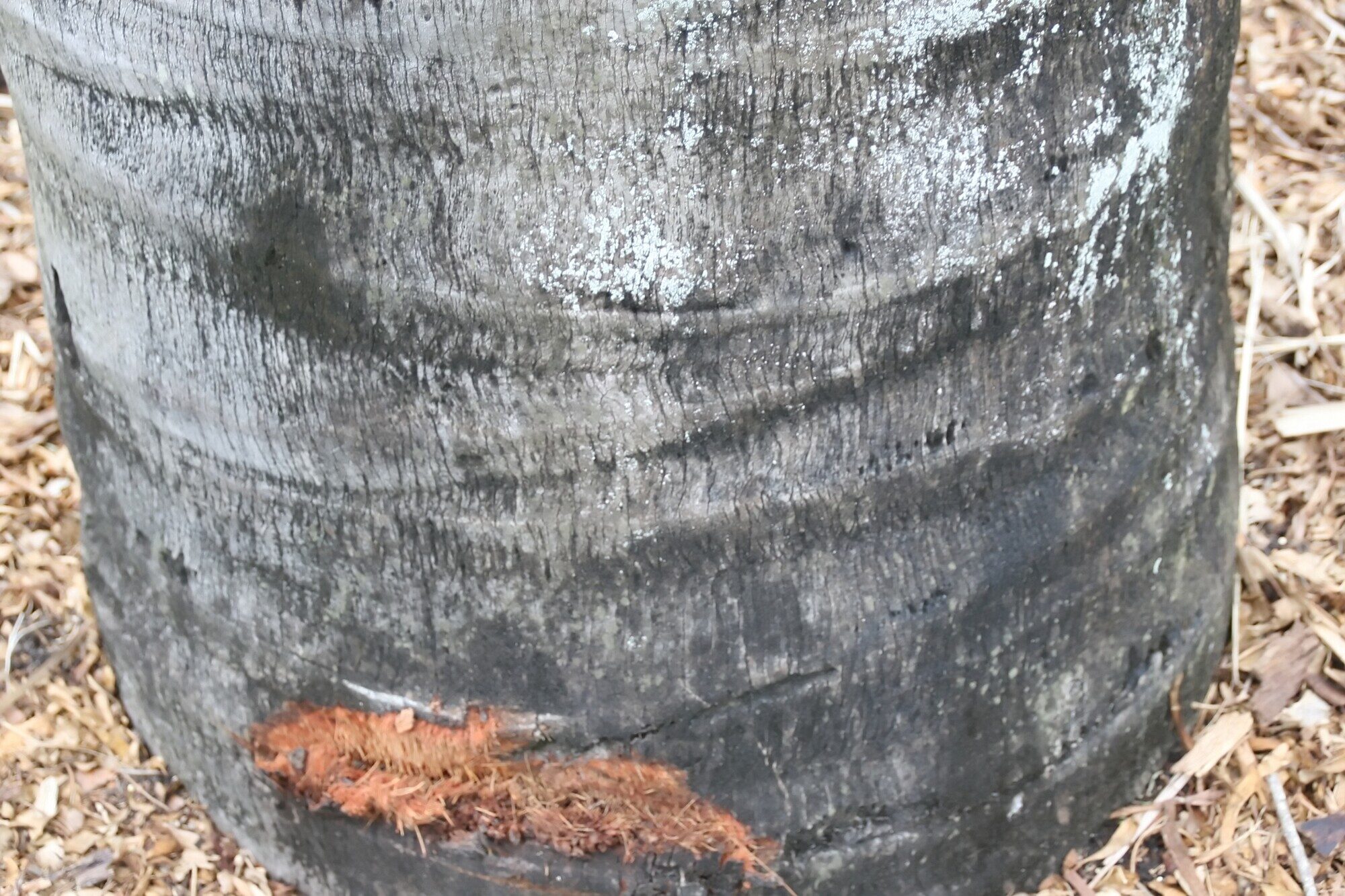Attalea butyracea trunk