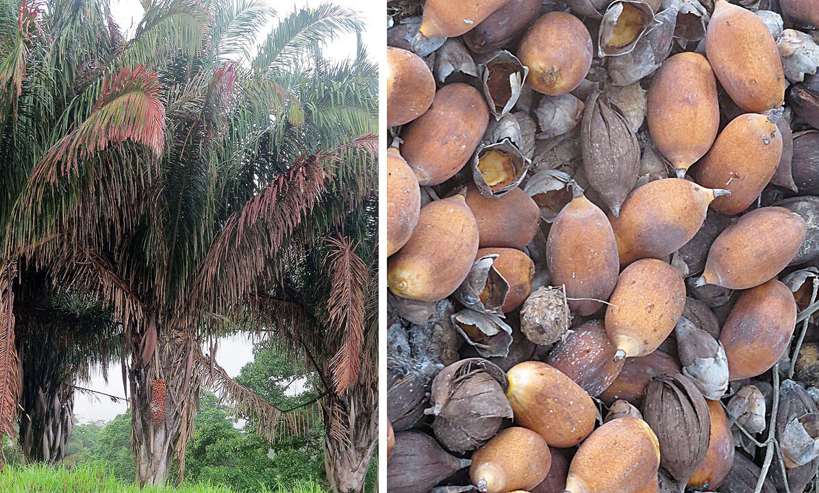 Attalea butyracea palm and fruits