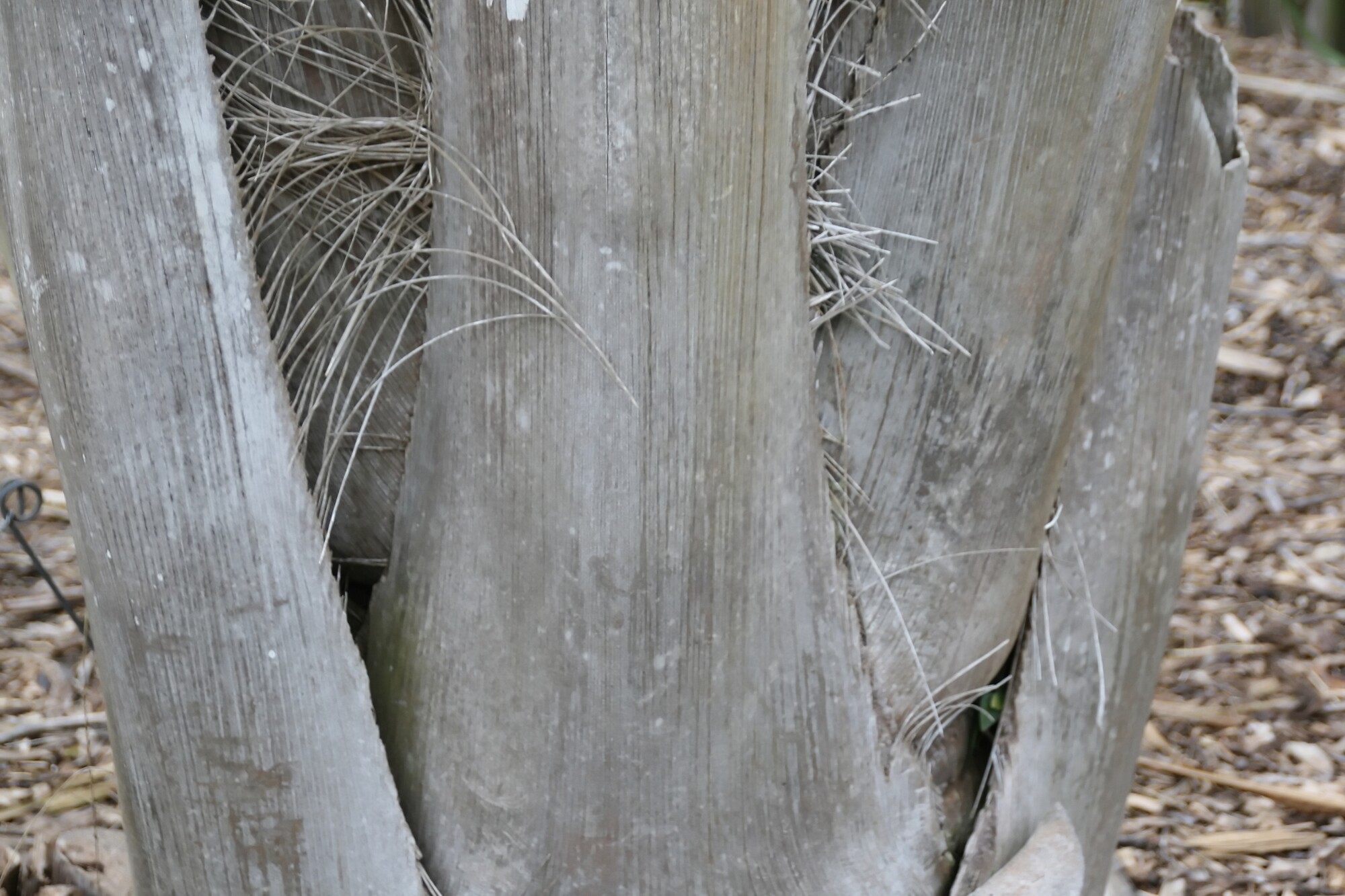 Attalea butyracea leaf base