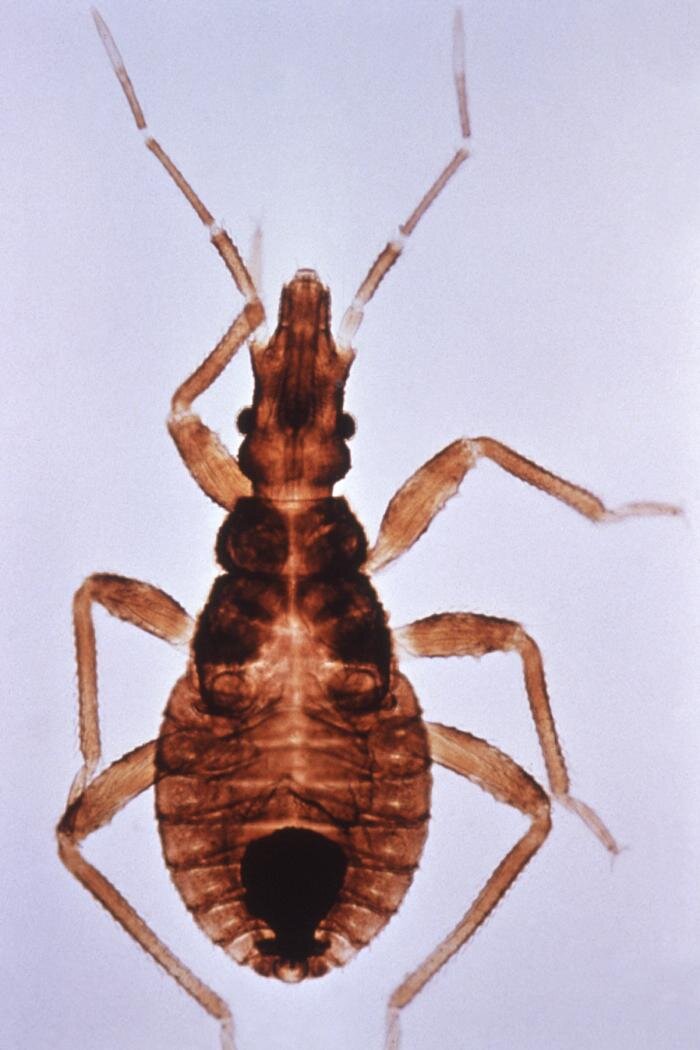 Triatoma infestans