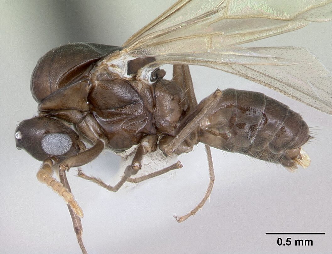 Azteca alfari ant specimen in profile view