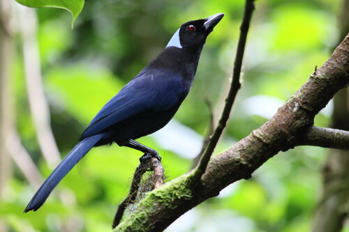 Azure-hooded Jay in cloud forest