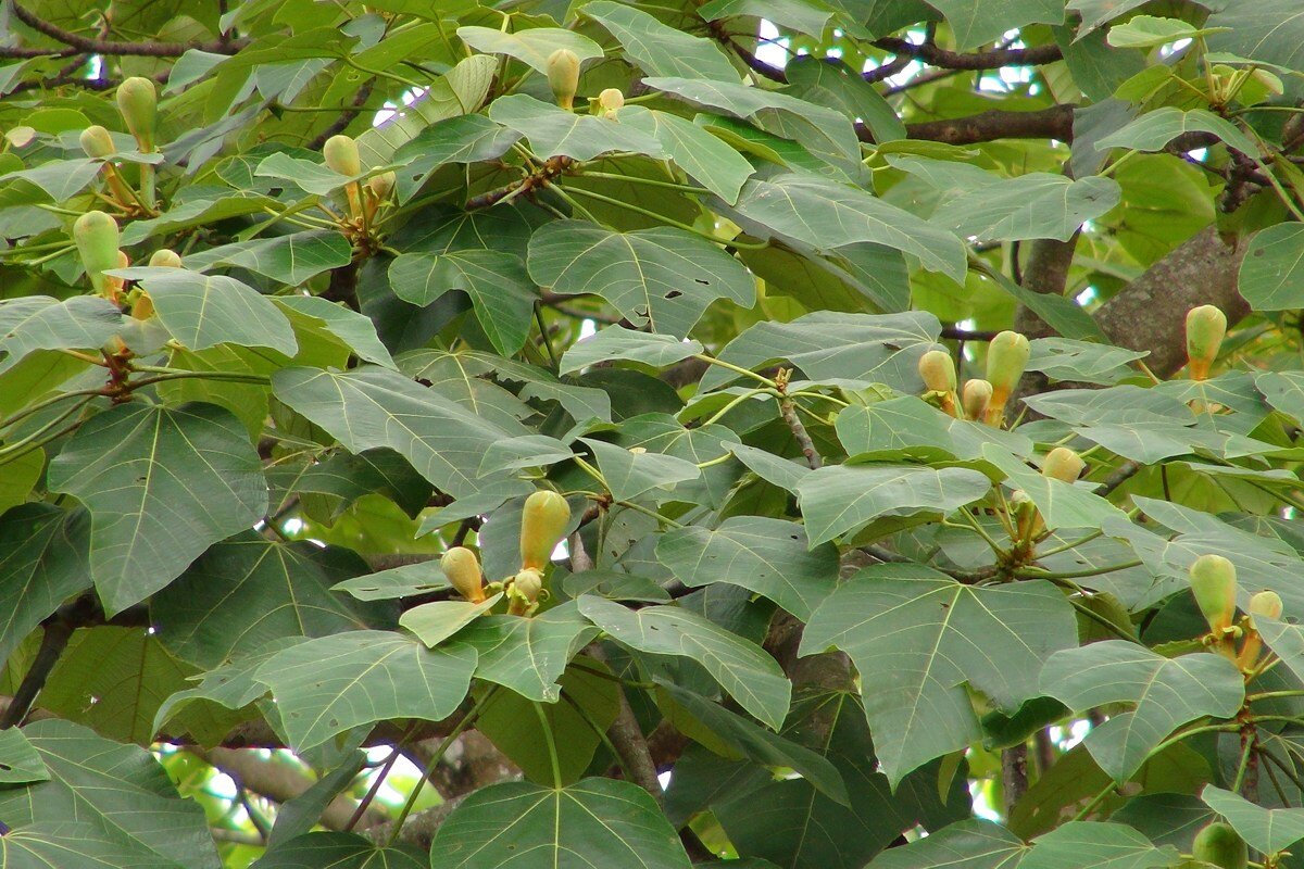 Balsa tree (Ochroma pyramidale) showing large leaves and flower buds in Costa Rica