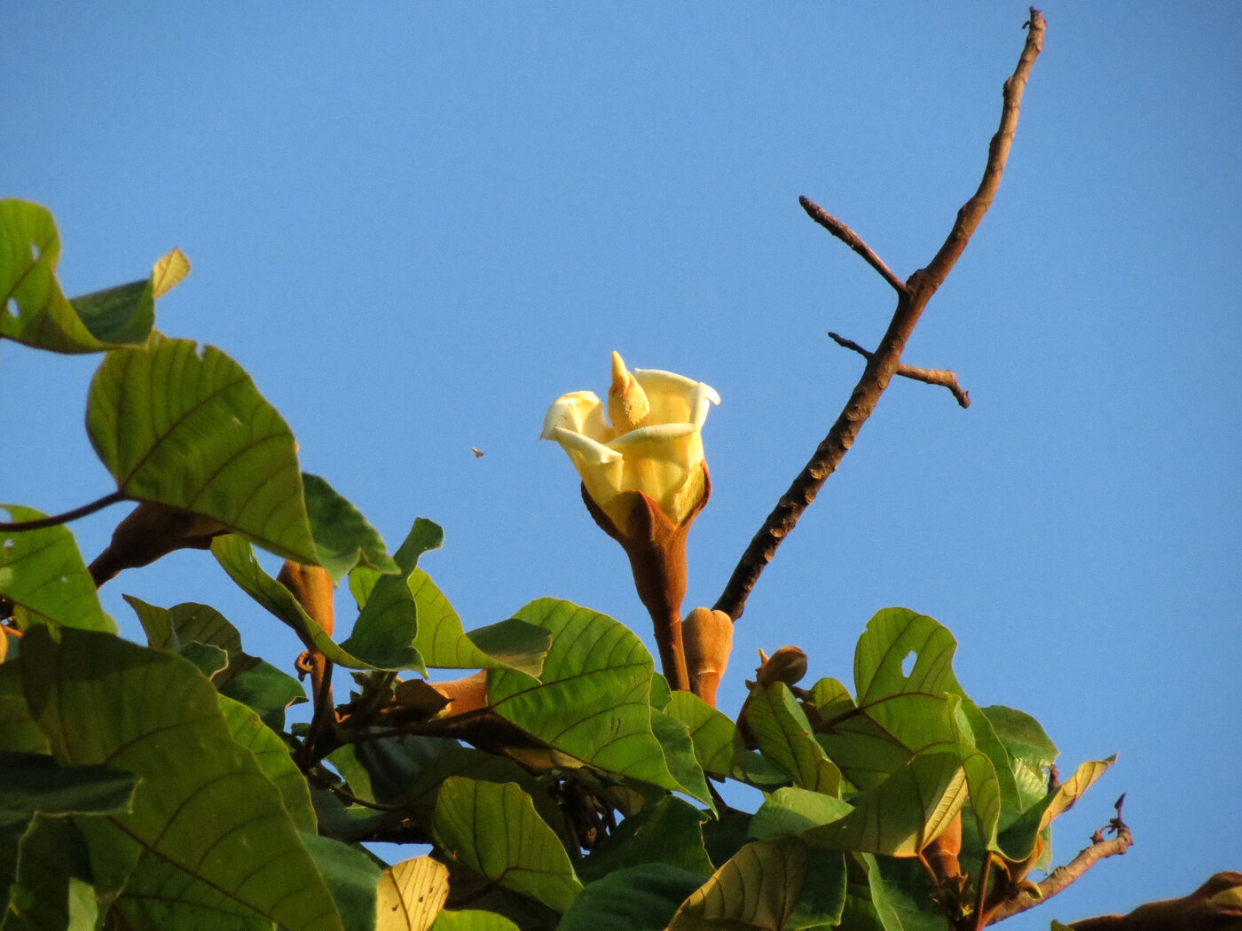Balsa flower opening showing white petals and flower bud